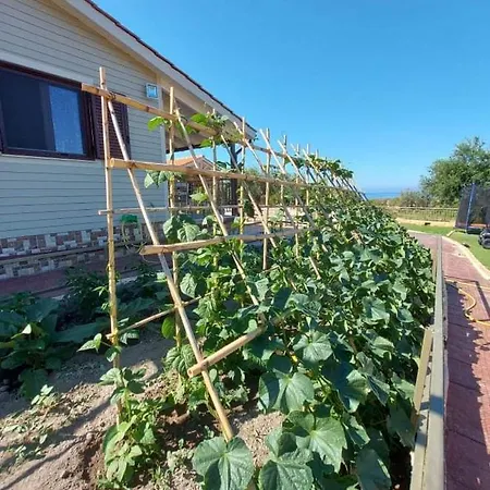 Vayianna's Garden House